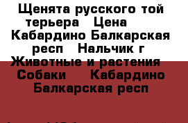 Щенята русского той-терьера › Цена ­ 8 - Кабардино-Балкарская респ., Нальчик г. Животные и растения » Собаки   . Кабардино-Балкарская респ.